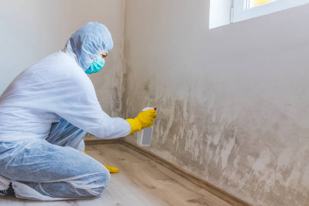 Licensed Basement Mold Remediation service in Lexington, MA - 24 Hour Mold Removal