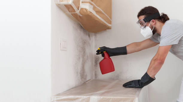 Professional Basement Mold Remediation technician working in Lexington, MA