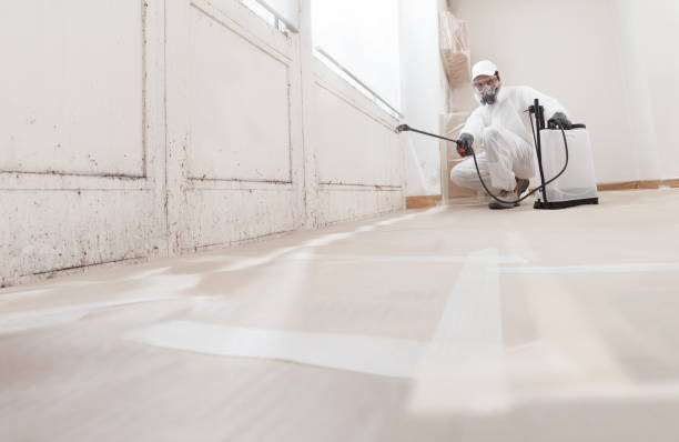 24/7 Emergency Basement Mold Remediation experts in Lexington, MA