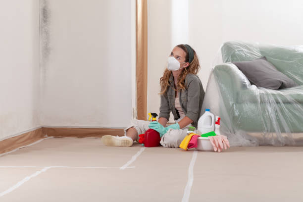Reliable Basement Mold Remediation contractor in Lexington, MA by 24 Hour Mold Removal